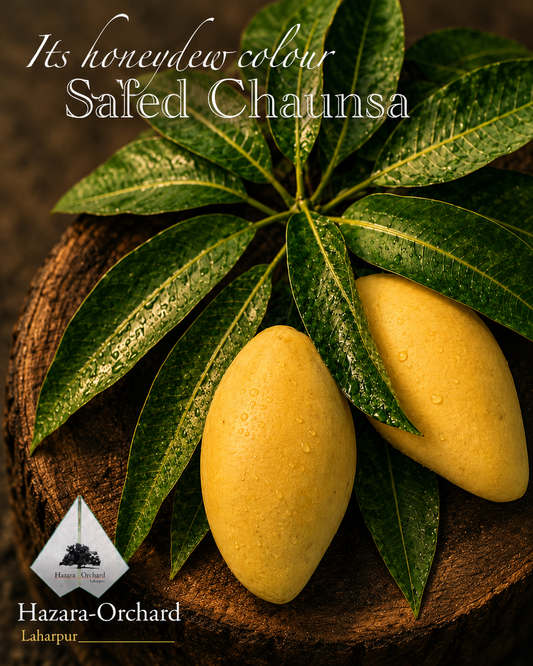 Chaunsa